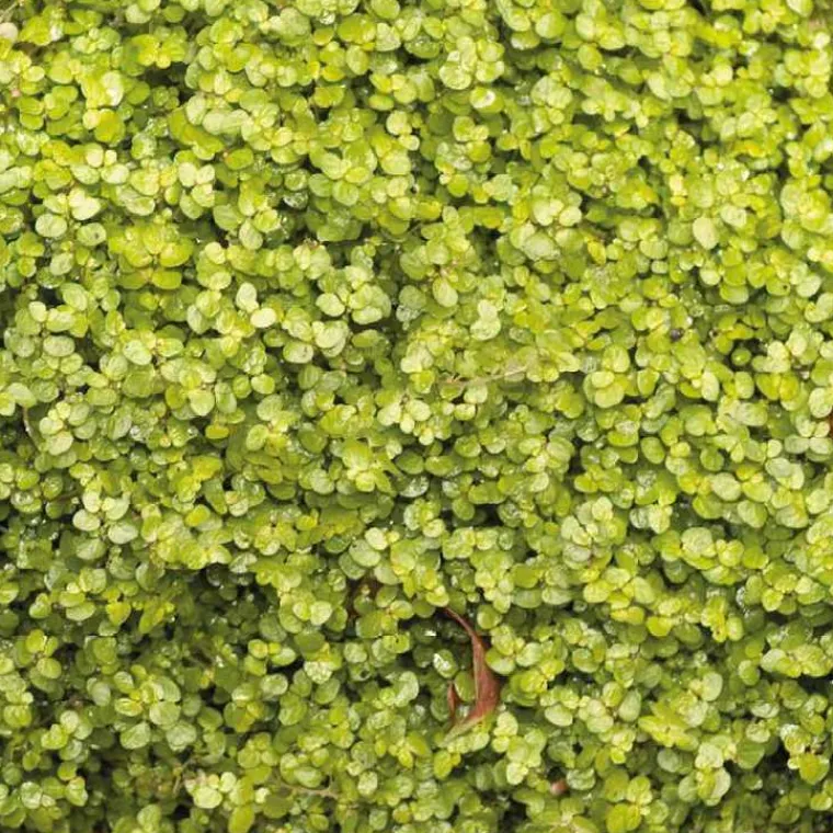 Discount BOTANIC® Helxine Doree - Le pot de 9 x 9 cm