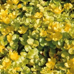 Sale BOTANIC® Herbe Aux Ecus Aurea - Le pot de 9 x 9 cm