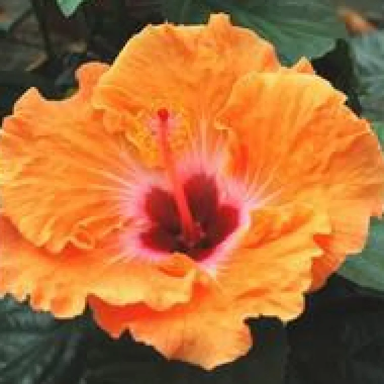 Online HIBISCUS