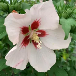 Clearance HIBISCUS S.HAMABO 5L