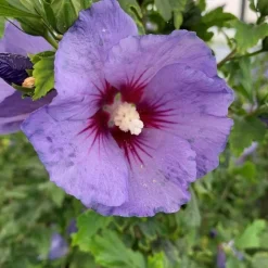 Discount HIBISCUS S.ULTRAMARINE ® 5L