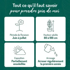 Best BOTANIC® Hémérocalle rouge jaune - Le pot de 9 x 9 cm