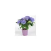 Outlet Hortensia + cache-pot céramique