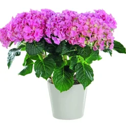 Sale Hortensia rose 50 cm et cache-pot. Le pot de 17 cm