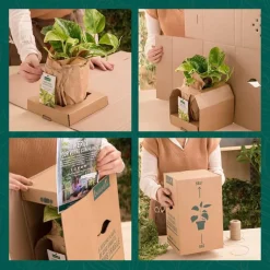 Online BOTANIC® Hosta Royal - Le pot de 9 x 9 cm