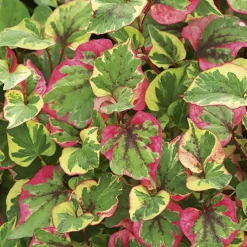 New BOTANIC® Houttuynia caméléon pot de 3 litres