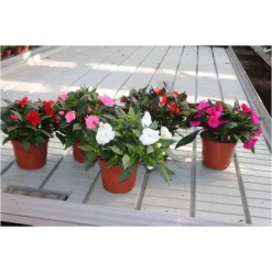 Outlet Impatiens Nouvelle Guinée - Ø 17 cm