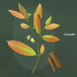 Outlet YOGI TEA Infusion de Noël édition Christmas Tea - la boîte carton de 17 sachets