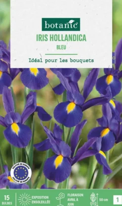 Clearance BOTANIC® Iris hollande coloris bleu - 15 bulbes