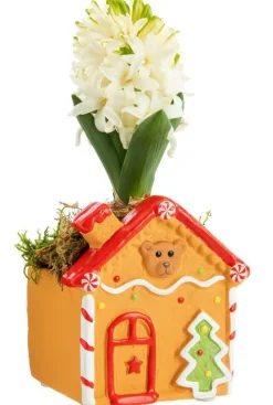 Hot BOTANIC® Jacinthe composition hiver pot pain d’épice carré - Ø 7,5 cm