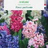 Clearance BOTANIC® Jacinthe en mélange - 5 bulbes