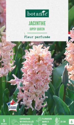 BOTANIC® Jacinthe gipsy queen - 5 bulbes