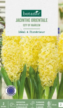Sale BOTANIC® Jacinthe interieur city of haarlem - 2 bulbes