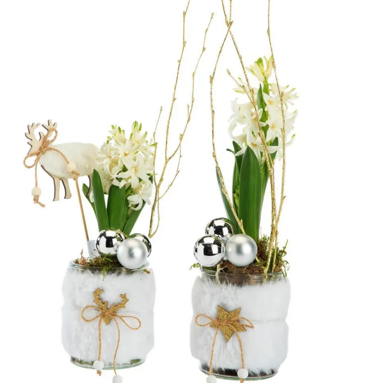 Best BOTANIC® Jacinthe x 1 pot fourrure - Ø 8 cm