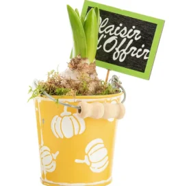 Hot BOTANIC® Jacinthe x 1 pot zinc décor courges - Ø 8 cm