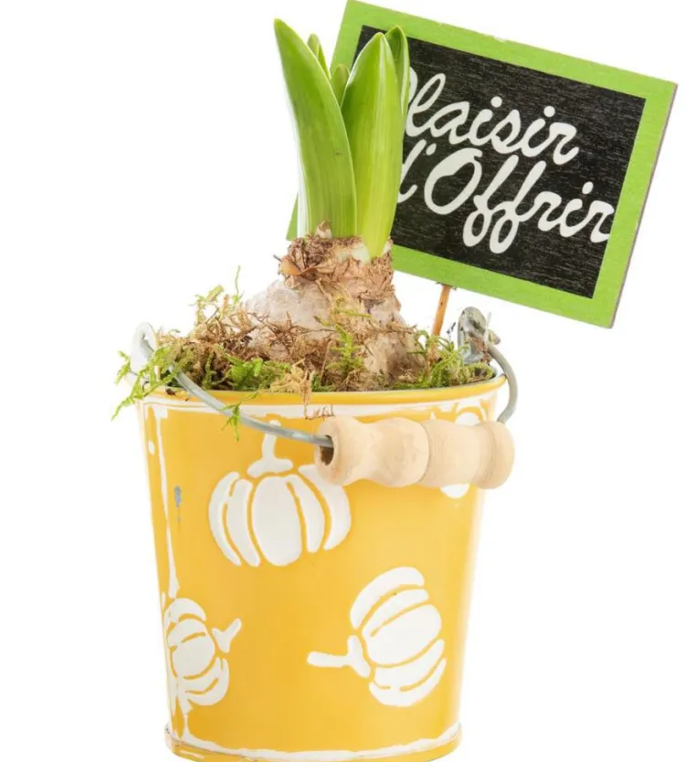 Hot BOTANIC® Jacinthe x 1 pot zinc décor courges - Ø 8 cm