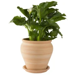 Best TERRABLANCA Jarre en terre cuite claire - D38 x H40