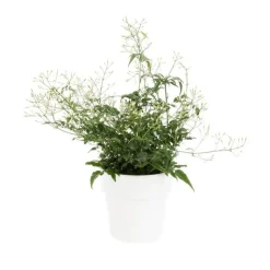 Clearance Jasmin blanc d’hiver (JASMINUM POLYANTHUM) ø12 X H30 cm