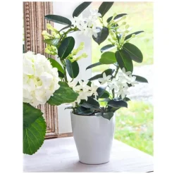 Online Jasmin en arceau