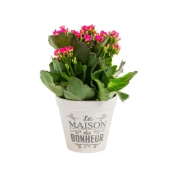 Clearance Kalanchoé Calandiva + Mini variés + cache-pot zinc