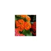 Best Kalanchoe