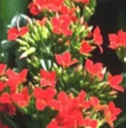 Hot KALANCHOE CARNAVAL COUPE
