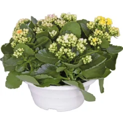 Hot BOTANIC® Kalanchoe. La coupe de Ø 23 cm