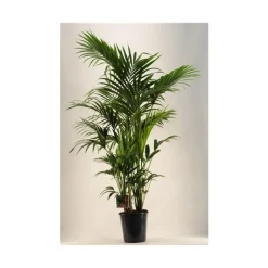 Best Kentia Forsteriana pot Ø27 cm/ H170 cm