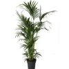 Online Kentia Forsteriana pot Ø30-35 cm/ H200-250 cm
