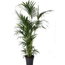 Online Kentia Forsteriana pot Ø30-35 cm/ H200-250 cm