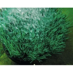 Sale BLUE CORAL Kit aération bassin avec OxyTex, OASE, modèle Set 500 - 500L/H