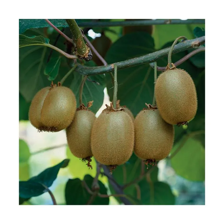 Discount BOTANIC® Kiwi Femelle Koryoku Bio. Le pot de 2 litres