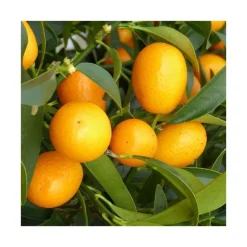 Online Kumquat. Le pot de 120 litres
