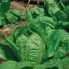 Online BOTANIC® Laitue Romaine Jeluna Bio. La barquette de 12 plants