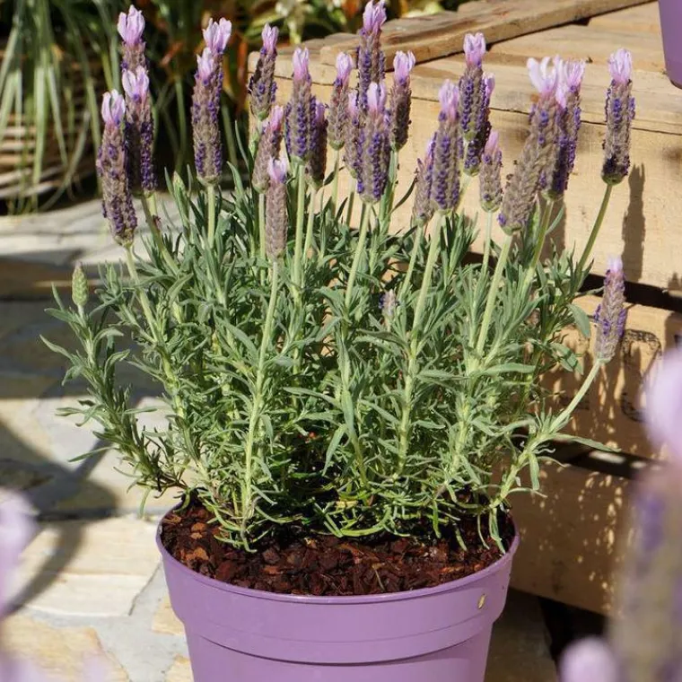 Hot Lavande Stoechas Lucy Pink. Le pot de 4 litres