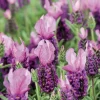 BOTANIC® Lavande The Princess® Lavender 'Ib910-2' - Le pot de 3 litres