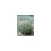 Discount Lavandula Angustifolia Edelweiss – Pot de 2L