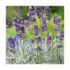 Sale BOTANIC® Lavandula Augustifolia Varie ou Lavande pot 3 L