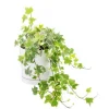 Outlet BOTANIC® Lierre panaché vert en pot blanc émaillé . Le pot Ø 15 cm