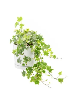 Outlet BOTANIC® Lierre panaché vert en pot blanc émaillé . Le pot Ø 15 cm