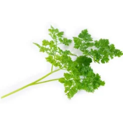 Online VÉRITABLE Lingot Cerfeuil bio pour potager Véritable