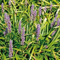 New BOTANIC® Liriope muscari bleu - Le pot de 9 x 9 cm