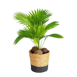 New Livingstonia avec son cache pot en céramique H 60 x Ø 17 cm