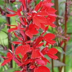 Best BOTANIC® Lobellia cardinale godet 9x9 cm