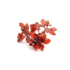 Online Ludwigia glandulosa