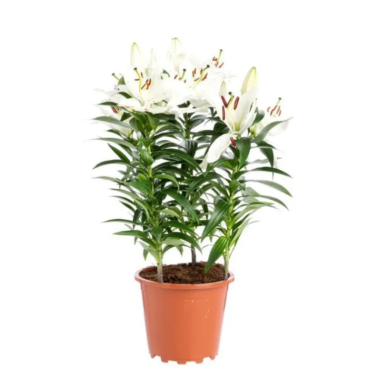 Outlet Lys Blanc 5 pieds pot Ø19xH60 cm