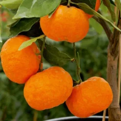 Online BOTANIC® Mandarinier Bio. Le pot de 3 litres