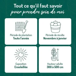 Online BOTANIC® Mandarinier Bio. Le pot de 3 litres