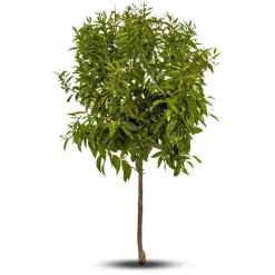 New Mandarinier. Le pot de 15 litres