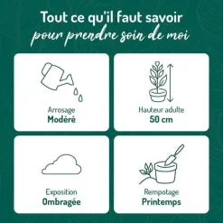 Sale BOTANIC® Maranta Amabilis pot Ø15xH35 cm